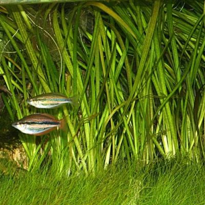 Лот: 6704906. Фото: 1. Валлиснерия. Водные растения