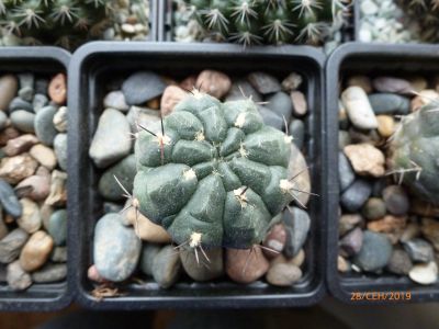Лот: 12235650. Фото: 1. Кактус Gymnocalycium sp. Горшечные растения и комнатные цветы