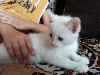Лот: 9995936. Фото: 1. Отдам котенка. Кошки, котята