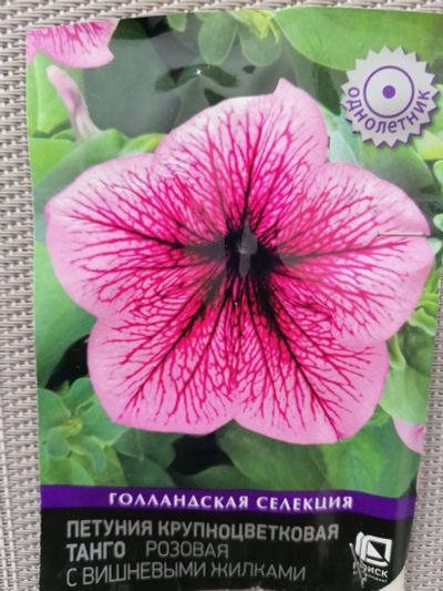 Лот: 17467049. Фото: 1. Петуния. Садовые цветы