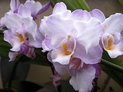 Лот: 16634930. Фото: 1. Продам орхидею Phal. Liu's Sakura... Горшечные растения и комнатные цветы