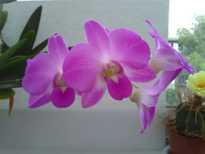 Лот: 16642389. Фото: 1. Орхидея дендрофаленопсис. Горшечные растения и комнатные цветы