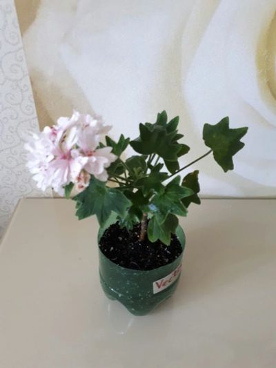 Лот: 14389136. Фото: 1. Пеларгония звездчатая Vectis Finery. Горшечные растения и комнатные цветы