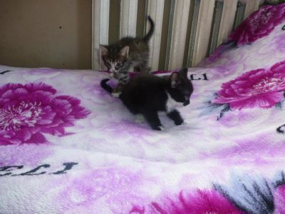 Лот: 6567789. Фото: 1. кошечки. Кошки, котята