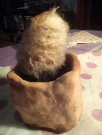 Лот: 11045797. Фото: 1. Кактусик пушистый в глиняном горшочке... Горшечные растения и комнатные цветы