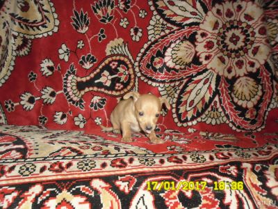 Лот: 8886654. Фото: 1. Той. Мальчик. Собаки, щенки