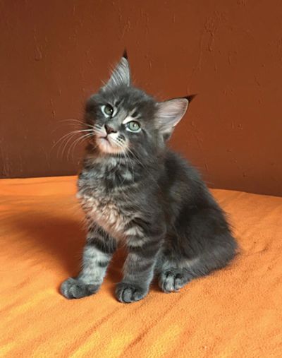 Лот: 7011113. Фото: 1. Котенок Мейн кун (от самого большого... Кошки, котята