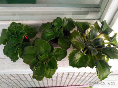 Лот: 16433854. Фото: 1. Фиалки сортовые одним лотом. Горшечные растения и комнатные цветы
