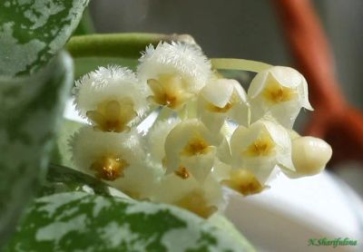 Лот: 4517261. Фото: 1. Хойя Лакуноза Эскимо (Hoya lacunosa... Горшечные растения и комнатные цветы