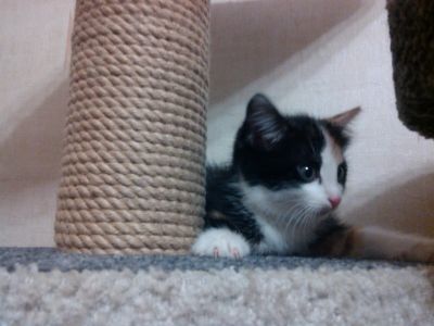 Лот: 4878755. Фото: 1. Маленький котенок Масяндра. Кошки, котята