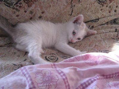 Лот: 2916487. Фото: 1. Подарю котенка. Кошки, котята