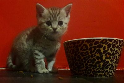 Лот: 8631358. Фото: 1. Британские котяточки. Кошки, котята