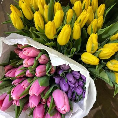 Лот: 11288683. Фото: 1. Тюльпаны/ голландия. Свежие цветы