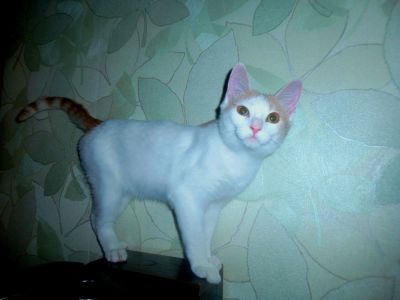 Лот: 15015306. Фото: 1. Котик Беляшик. Миски, лотки, наполнители