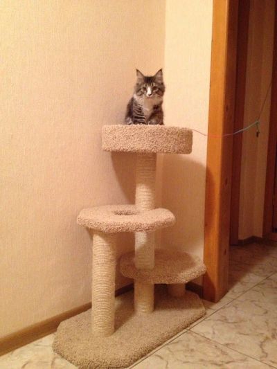 Лот: 8871690. Фото: 1. Когтеточка для кошки, высота 120... Домики, переноски, клетки, когтеточки