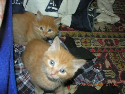 Лот: 4191352. Фото: 1. Свежие коты. Произведены месяц... Кошки, котята