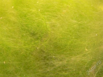 Лот: 732721. Фото: 1. Мох. Водные растения