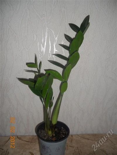 Лот: 1529817. Фото: 1. Замиокулкас. Горшечные растения и комнатные цветы