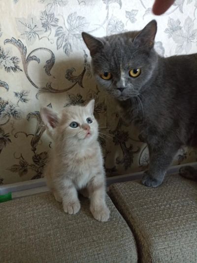 Лот: 25525606. Фото: 1. Шотландский прямоухий котенок. Кошки, котята