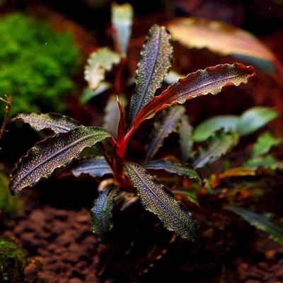 Лот: 19599086. Фото: 1. Буцефаландра "Кедаганг" - Bucephalandra... Водные растения