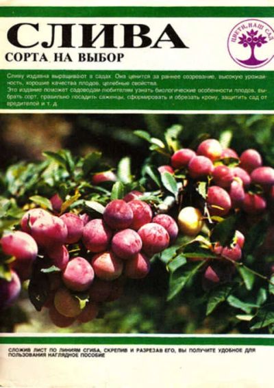 Лот: 12267885. Фото: 1. Слива Сорта на выбор. Сад, огород, цветы