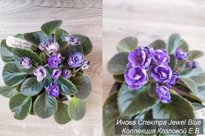 Лот: 16503733. Фото: 1. Фиалка инова спектра jewel blue... Горшечные растения и комнатные цветы