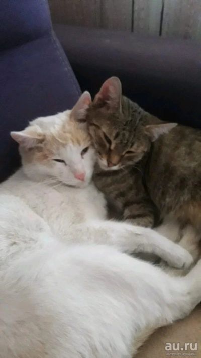 Лот: 13789222. Фото: 1. Котята. Кошки, котята