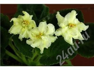Лот: 505400. Фото: 1. фиалка "Mellow Yellow". Горшечные растения и комнатные цветы