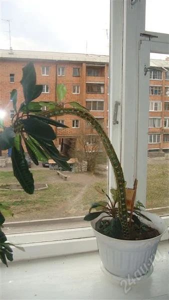 Лот: 1807891. Фото: 1. Молочай. Горшечные растения и комнатные цветы
