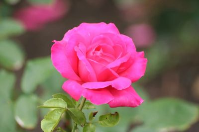 Лот: 5350046. Фото: 1. Духи Rose (Роза болгарская) 70... Женская парфюмерия