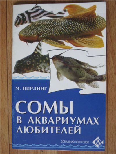 Лот: 11224772. Фото: 1. Сомы в аквариумах любителей. Другое (аквариумистика)