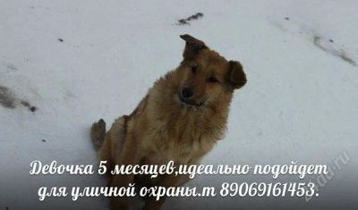 Лот: 2431181. Фото: 1. красивая, пушистая собака)СРЧН... Собаки, щенки