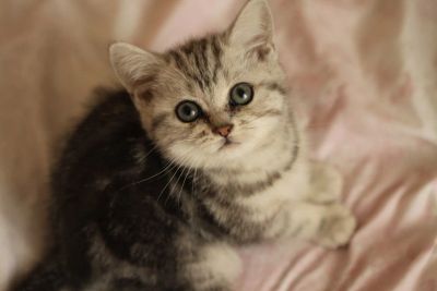 Лот: 8948686. Фото: 1. Британский котик. Кошки, котята