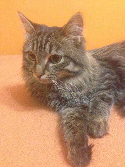 Лот: 6387231. Фото: 1. Котик ищет любящих хозяев :). Кошки, котята
