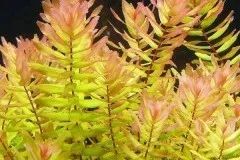 Лот: 21987226. Фото: 1. ✅Меристемное растение Rotala macrandra... Водные растения