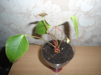 Лот: 4550463. Фото: 1. антуриум арион. Горшечные растения и комнатные цветы