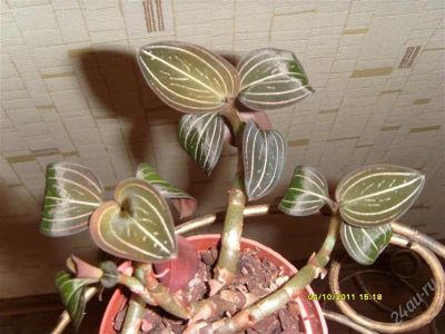 Лот: 908521. Фото: 1. Орхидеи 6(Лудизия). Горшечные растения и комнатные цветы