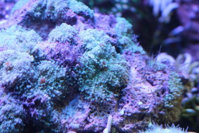 Лот: 5519880. Фото: 1. Рикордея юма (зеленая). Моллюски, ракообразные, кораллы