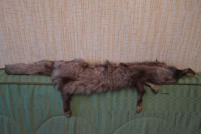 Лот: 4445043. Фото: 1. Шкура чернобурой лисы. Разное
