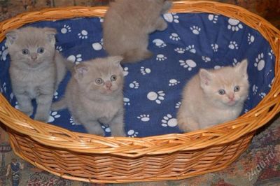 Лот: 2732733. Фото: 1. Шотландские котятки). Кошки, котята