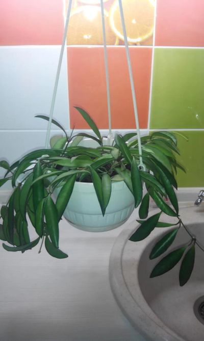 Лот: 4675355. Фото: 1. хойя (Hoya wayetii). Горшечные растения и комнатные цветы