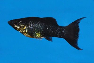 Лот: 5109453. Фото: 1. Пецилия черная (Xiphophorus maculatus... Рыбки