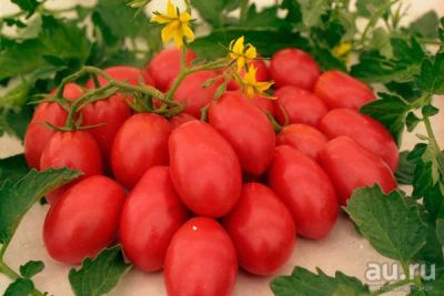 Лот: 9575470. Фото: 1. Рассада помидор (томатов) сорт... Овощи