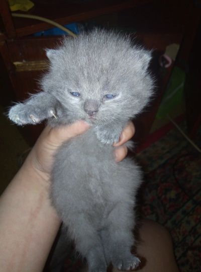 Лот: 19070773. Фото: 1. Котят. Кошки, котята
