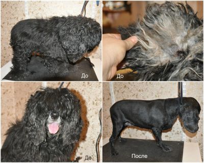 Лот: 4641432. Фото: 1. Стрижка кошек и собак. Другое (животные и уход)