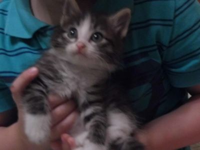 Лот: 3047408. Фото: 1. Обалденные котята ищут хозяев!. Кошки, котята