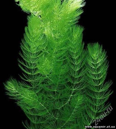 Лот: 1656595. Фото: 1. роголистник. Водные растения