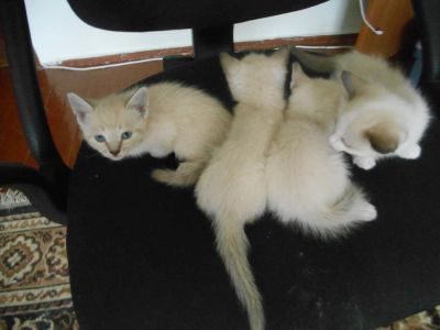 Лот: 11498150. Фото: 1. Сиамские котятки. Кошки, котята