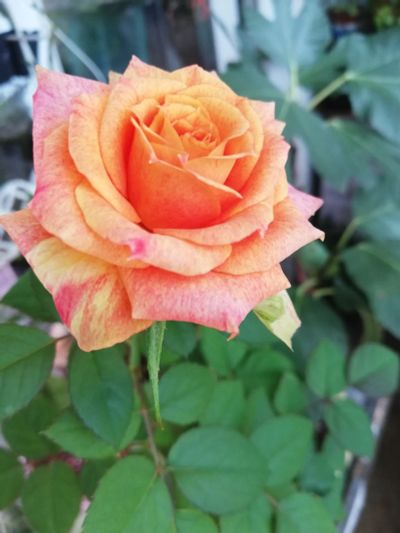 Лот: 20568726. Фото: 1. Роза сорт Ленора оранж. Горшечные растения и комнатные цветы