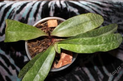 Лот: 1548950. Фото: 1. Орхидея Paphiopedilum (венерин... Горшечные растения и комнатные цветы